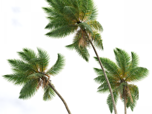 New Plant High detail Cocos Nucifera Windy 3D 모델