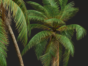 New Plant High detail Cocos Nucifera Windy 3D 모델