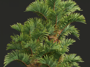 New Plant High detail Cyrtostachys Renda 3D 模型