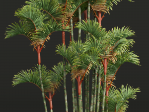 New Plant High detail Cyrtostachys Renda 3D 模型