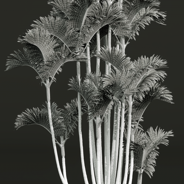 Download New Plant High detail Cyrtostachys Renda 3D Model