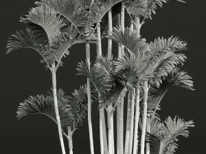 New Plant High detail Cyrtostachys Renda 3D 模型