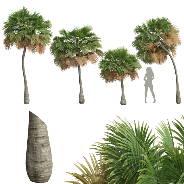 New Plant High detail Borassus Flabellifer Small 3D 模型 .c4d .max .obj .3ds .fbx .stl .blend 