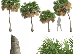 Nueva Planta Alto Detalle Borassus Flabellifer Peque&ntilde;a Modelo 3D