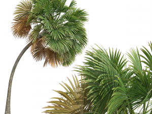 New Plant High detail Borassus Flabellifer Small 3D 模型