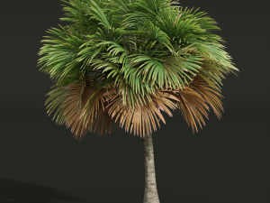 New Plant High detail Borassus Flabellifer Small 3D 模型