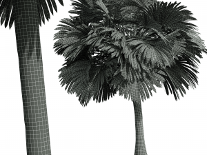 New Plant High detail Borassus Flabellifer Small 3D 模型