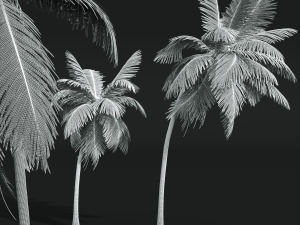 New Plant High detail Cocos Nucifera Medium 3D 모델