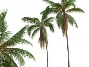 New Plant High detail Cocos Nucifera Medium 3D 모델