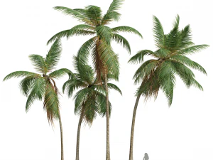 New Plant High detail Cocos Nucifera Medium 3D Model