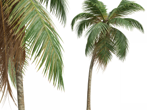 New Plant High detail Cocos Nucifera Medium 3D 모델