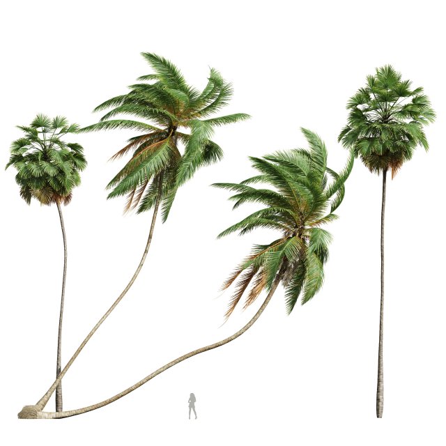 Cocos Nucifera Windy and Borassus Flabellifer 4 trees 3D 모델 .c4d .max .obj .3ds .fbx .stl .blend 