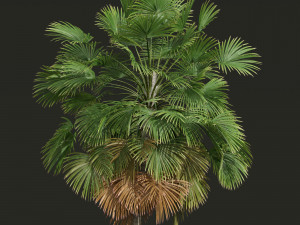 Cocos Nucifera Windy and Borassus Flabellifer 4 trees 3D 모델