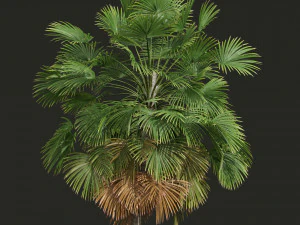 Cocos Nucifera Windy and Borassus Flabellifer 4 trees 3D Model