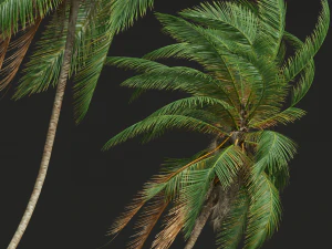 Cocos Nucifera Windy and Borassus Flabellifer 4 trees 3D Model