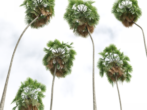 Cocos Nucifera Windy and Borassus Flabellifer 4 trees 3D 모델