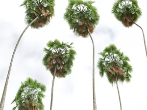 Cocos Nucifera Windy and Borassus Flabellifer 4 trees 3D Model