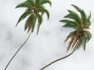 Cocos Nucifera Windy and Borassus Flabellifer 4 trees 3D 모델