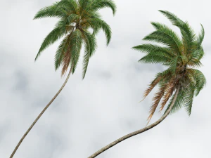 Cocos Nucifera Windy and Borassus Flabellifer 4 trees 3D Model