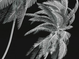 Cocos Nucifera Windy and Borassus Flabellifer 4 trees 3D 모델