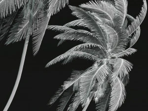 Cocos Nucifera Windy and Borassus Flabellifer 4 trees 3D Model