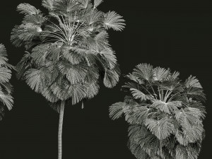 Cocos Nucifera Windy and Borassus Flabellifer 4 trees 3D 모델