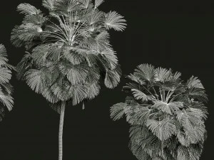 Cocos Nucifera Windy and Borassus Flabellifer 4 trees 3D Model