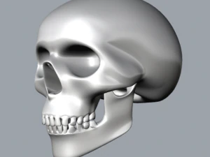 skull 3D Print Model