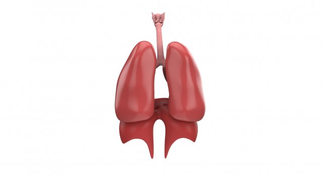 human respiratory 3D मॉडल .c4d .max .obj .3ds .fbx .stl .blend 