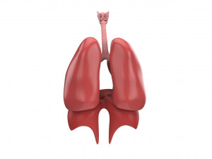 human respiratory 3Dモデル