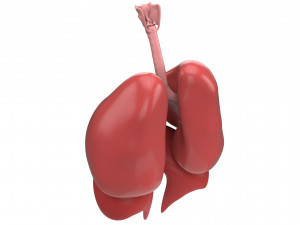 human respiratory 3D मॉडल