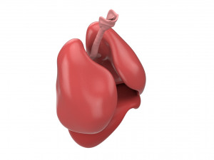 human respiratory 3D मॉडल