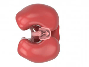 human respiratory 3D Model