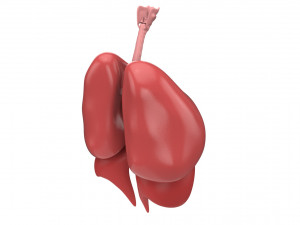 human respiratory 3D मॉडल