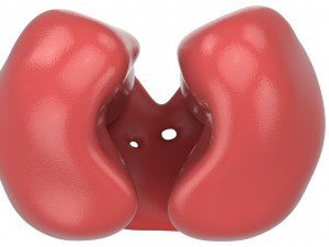 human respiratory 3D मॉडल