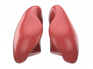 human respiratory 3D मॉडल