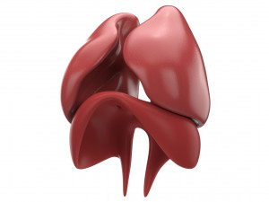 human respiratory 3D मॉडल