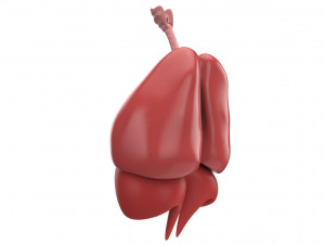 human respiratory 3D मॉडल