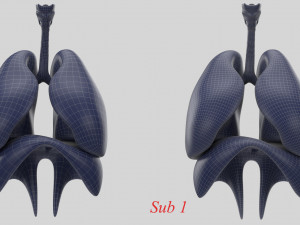 human respiratory 3D मॉडल