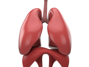 human respiratory 3D मॉडल