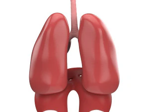 human respiratory 3D Model