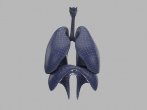 human respiratory 3D मॉडल