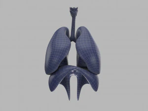 human respiratory 3D Model