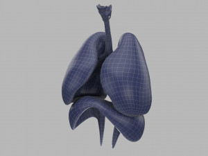 human respiratory 3D मॉडल