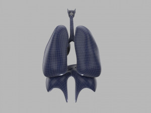 human respiratory 3D मॉडल