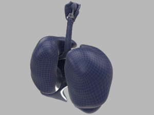human respiratory 3D मॉडल