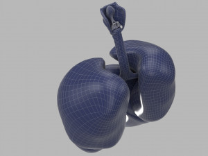 human respiratory 3D मॉडल