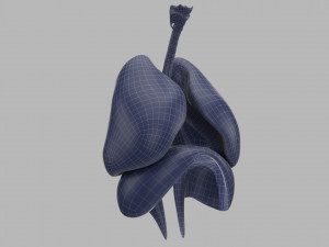 human respiratory 3D मॉडल