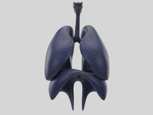 human respiratory 3D Model
