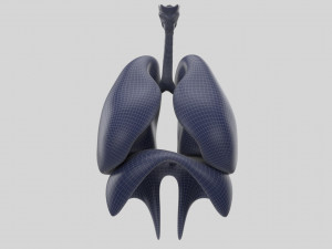 human respiratory 3D मॉडल